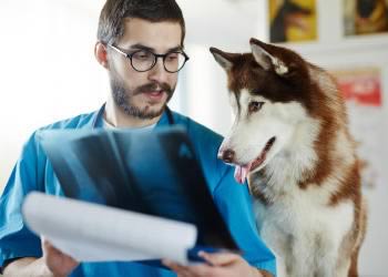 Veterinärmedizinisch-technische Assistenten (VMTA)